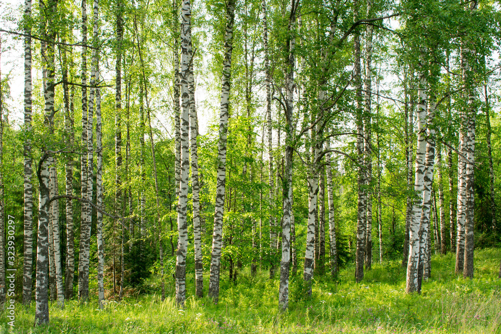 trees in the forest trees in the forest