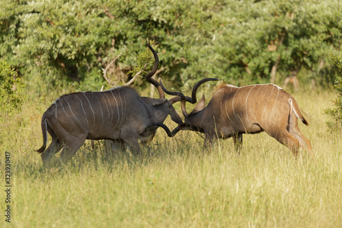 Greater Kudus locking horns in fight for dominance