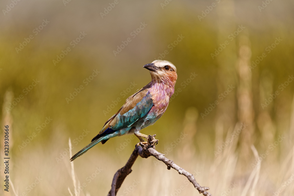 Lilac-breasted Roller perched on dry twig