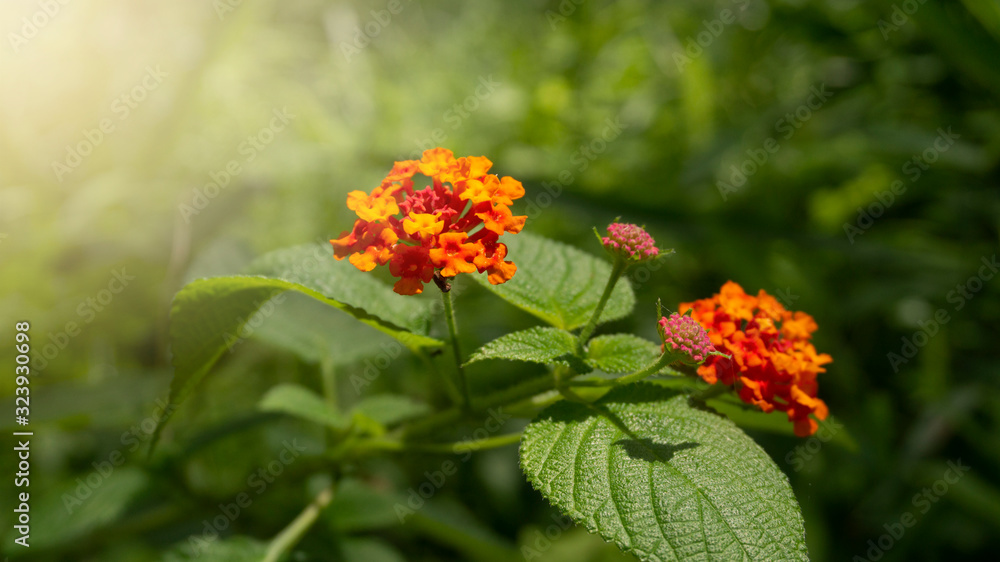 Yellow Pink Lantana Camara Flower Blooming In Garden Yellow Pink Lantana Camara Flower Blooming In Garden