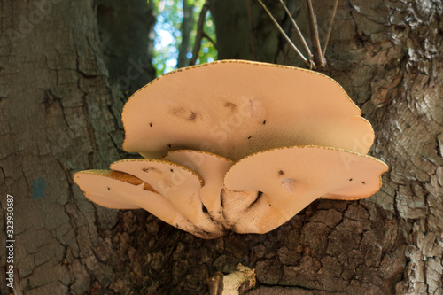 Bottom view of Polyporus squamosus mushroom in September photo