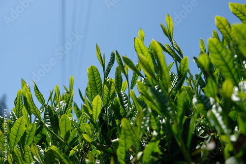 Fotografie Fresh sprout of the organic green tea plant during spring time at Fujieda, Japan