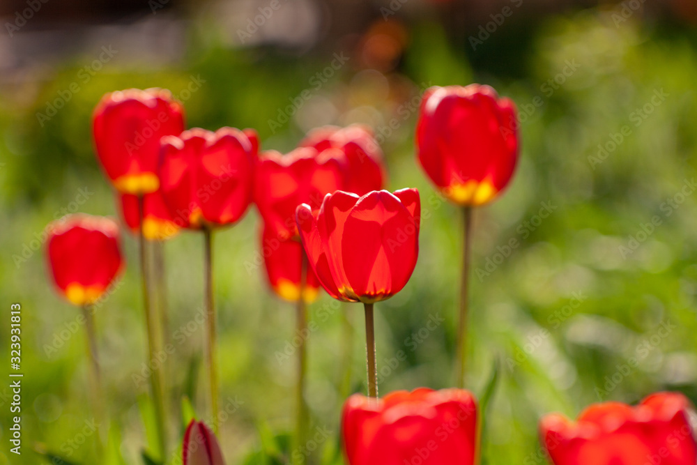 Very beautiful red tulips that grow in my garden. Very beautiful red tulips that grow in my garden.