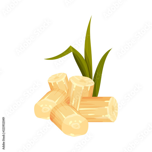 Cut and Bald Sugar Cane Stems Vector Illustration