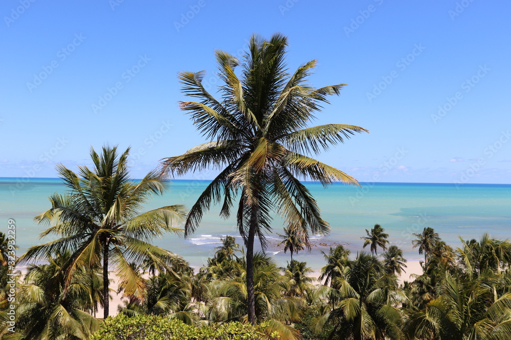 Panoramic view of a wild beach in Alagoas State, Brazil 