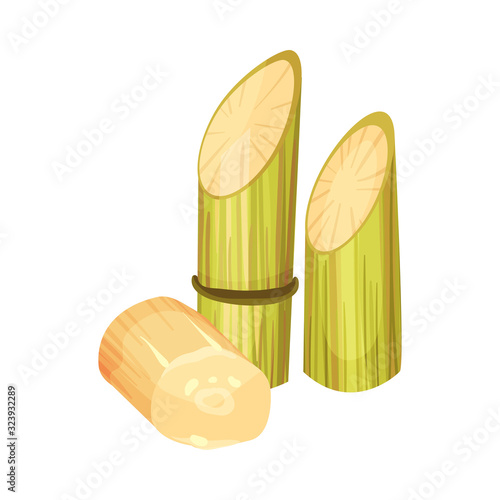 Cut and Bald Sugar Cane Stems Vector Illustration