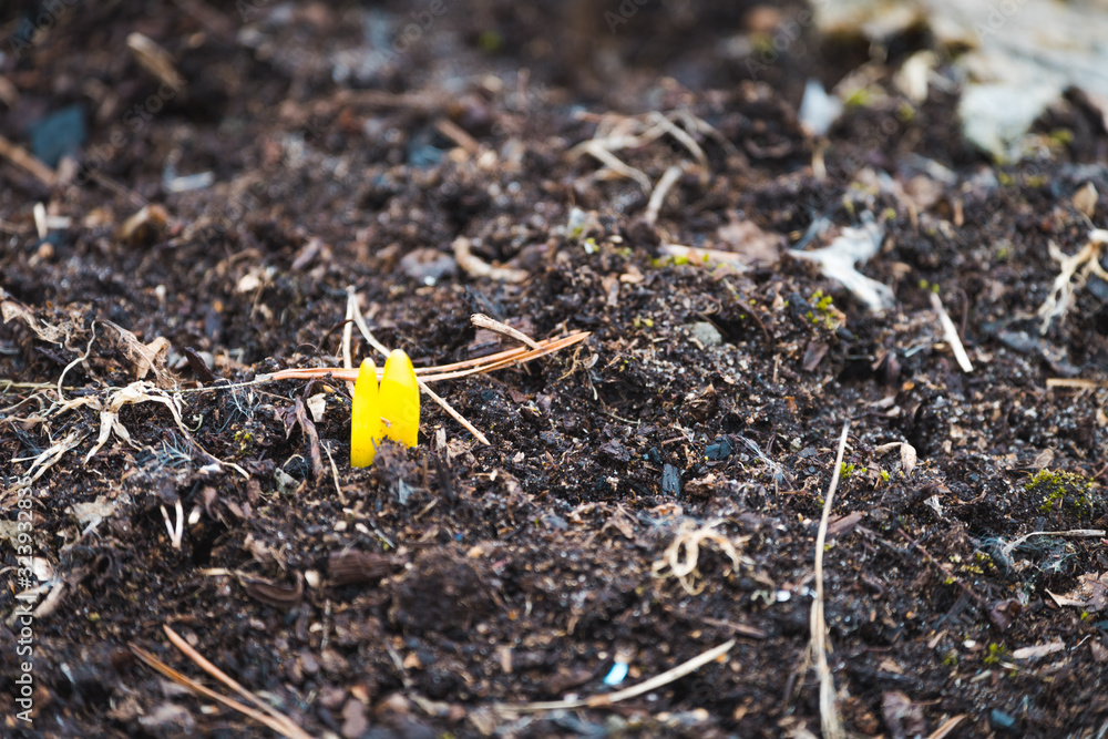 Small sprouts of yellow grass crawl out of ground in spring. Small sprouts of yellow grass crawl out of ground in spring.
