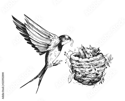 Swallow feeds the chicks in the nest. Hand drawn sketch converted to vector