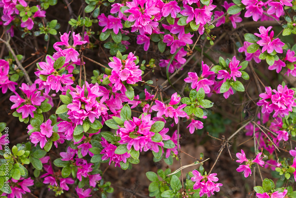 Fototapeta premium Azalea big flowers in the spring.