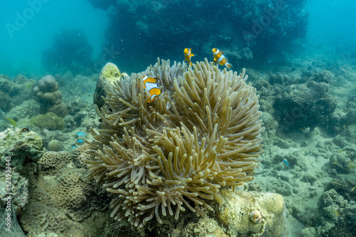 Beautiful anemone and clown fish in the shallow sea in Phuket  Thailand.