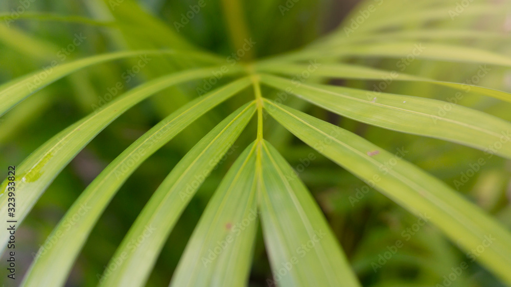palm leaf, one of the ornamental plants that is easily planted in pots as decoration palm leaf, one of the ornamental plants that is easily planted in pots as decoration