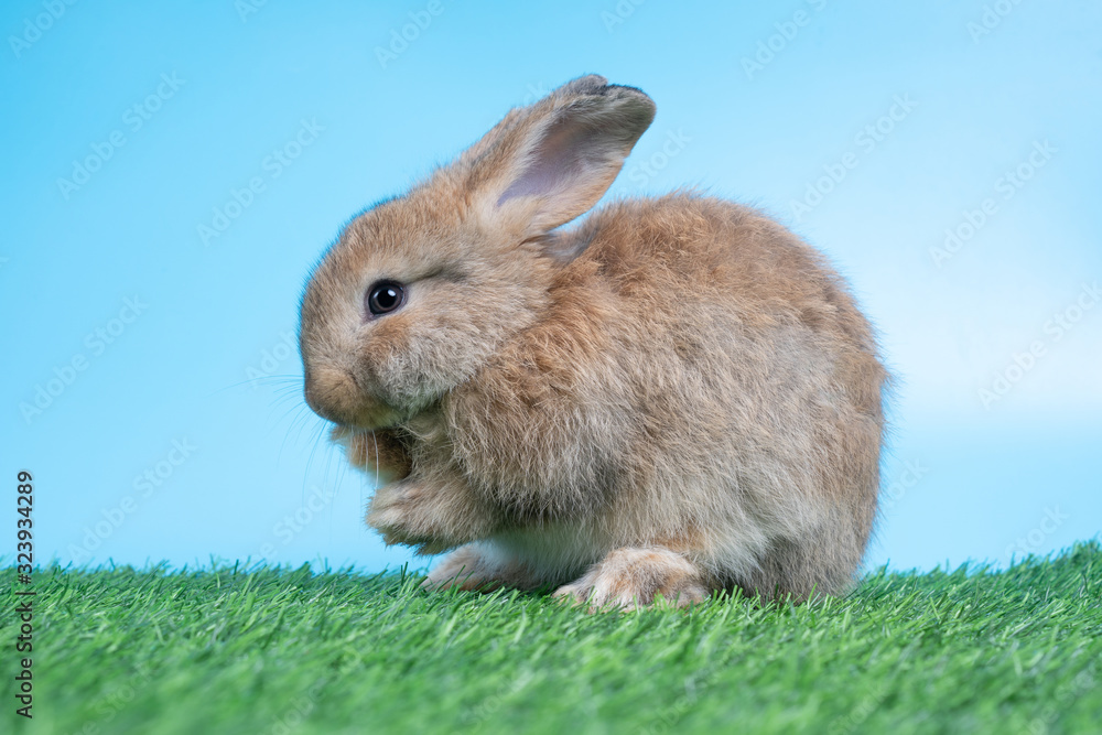 Furry and fluffy cute Black rabbit is Standing on two legs on Green grass and blue background and cleaning the front legs. Concept of rodent pet and easter. Furry and fluffy cute Black rabbit is Standing on two legs on Green grass and blue background and cleaning the front legs. Concept of rodent pet and easter.