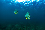 underwater scene with bat fish and coral reef ; Sea in Surin Islands; Phang Nga Province; southern of Thailand.
