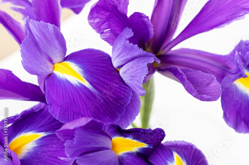Bouquet of beautiful purple irises closeup against a blurred background. Delicate spring flowers as a gift for Women's Day or Mother's Day. Selective focus © MariiaDemchenko