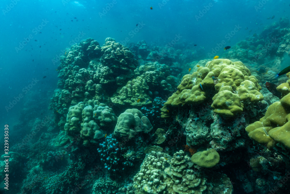 underwater scene with coral reef and fish; Sea in Surin Islands, Phang Nga Province,southern of Thailand.