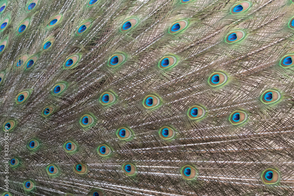 Obraz premium Closeup of Indian peacock tail feathers.