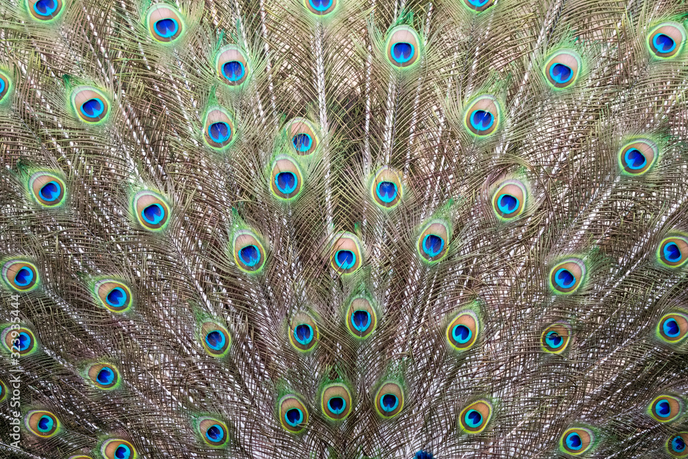 Obraz premium Closeup of Indian peacock tail feathers.