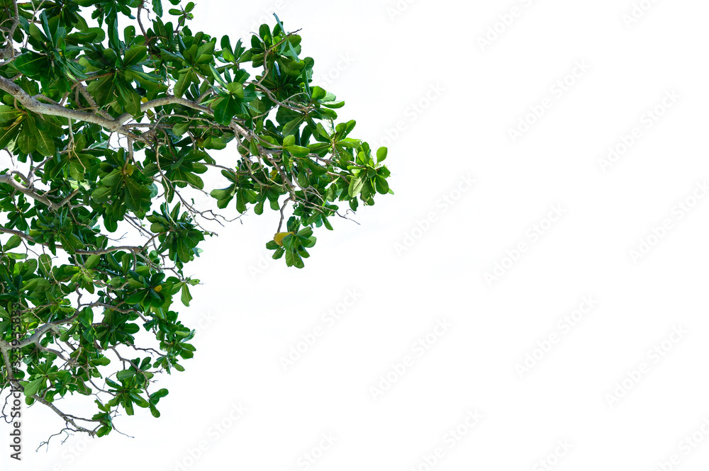 Catappa trees, green on white background,cilpping path. Catappa trees, green on white background,cilpping path.
