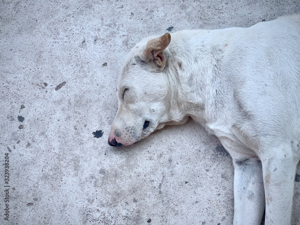 A white dog sleeping on the ground A white dog sleeping on the ground