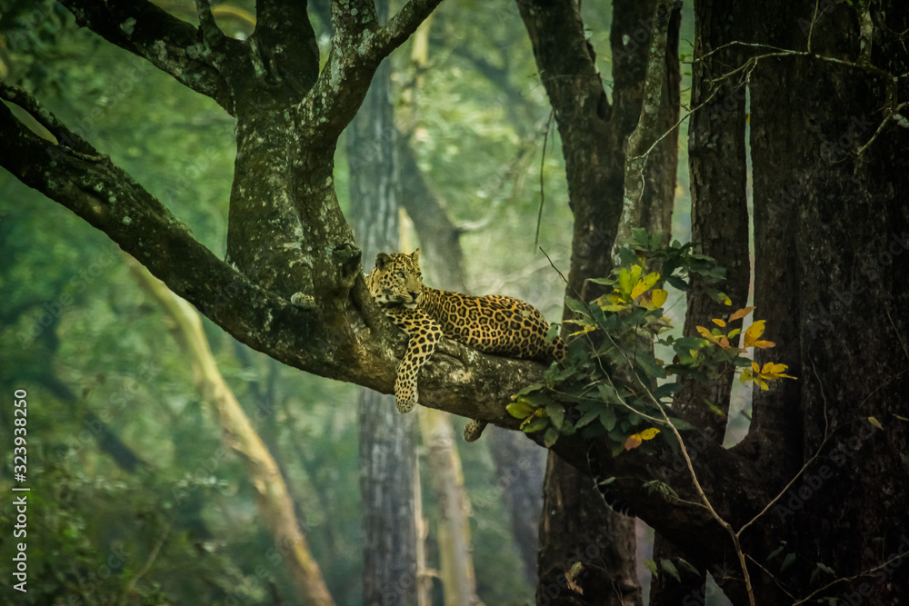 Leopard's Liar Leopard's Liar