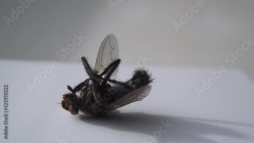 Dead Fly Closeup Insect Pest Entomology Insecticide Housefly