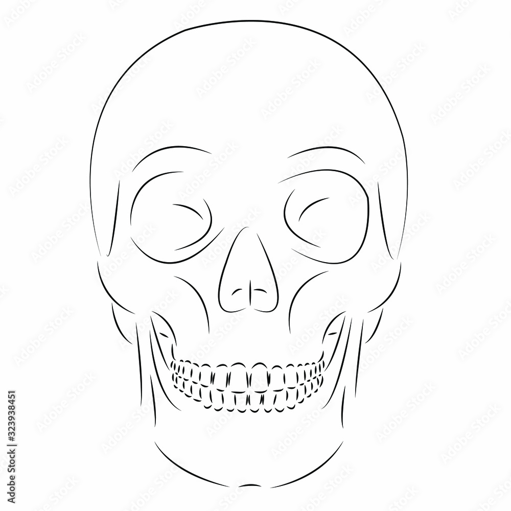 skull profile skull profile