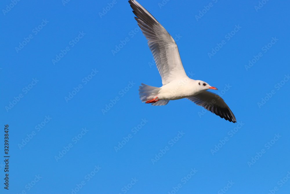 Obraz premium Seagull bird fly on the blue sky