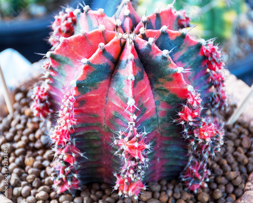 Very beautiful LB variegated, Still life photography of Cactus