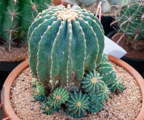 Closeup Barrel cactus, echinocactus grusonii inermis in the pot
