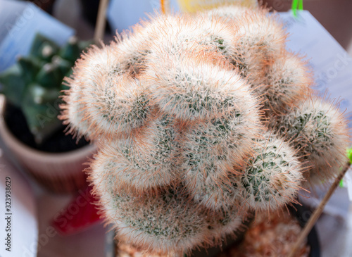 Closeup mammillaria geminispina cristata Succulent Cactus in the pot
