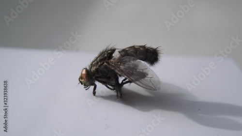 Dead Fly Closeup Insect Pest Entomology Insecticide Housefly
