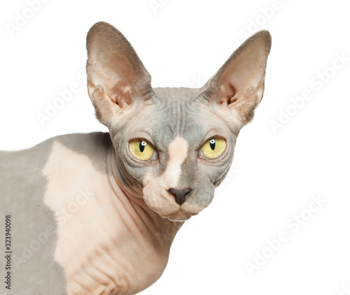 Hairless Cat face close up isolated on white background