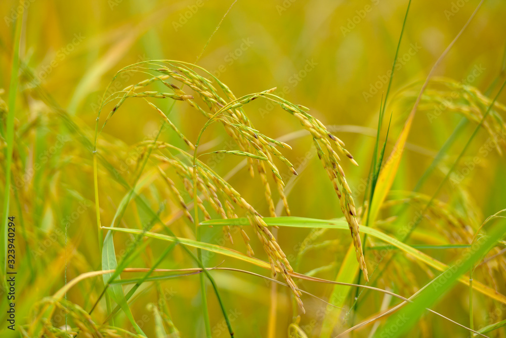 Organic paddy rice in field. Organic paddy rice in field.