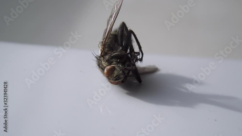 Dead Fly Closeup Insect Pest Entomology Insecticide Housefly