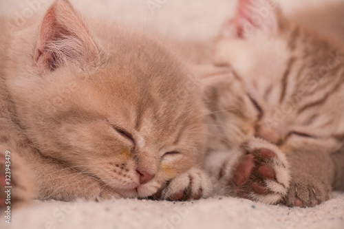 two kittens resting sleeping