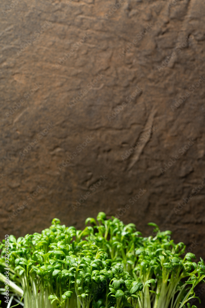 Microgreens watercress in drops of water, closeup, space for text. Super food, healthy nutrition and vegan concept. Microgreens watercress in drops of water, closeup, space for text. Super food, healthy nutrition and vegan concept.