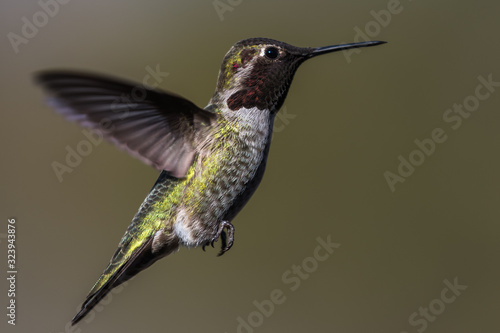 Hummingbird flying, flapping its wings in flight