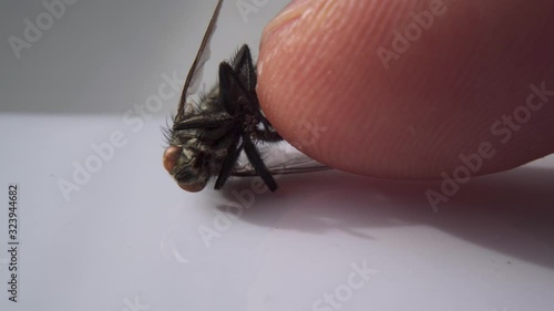 Touching Dead Fly Finger Closeup Insect Pest Entomology Insecticide Housefly
