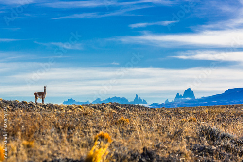 guancaco solitario en el chalten santa cruz photo