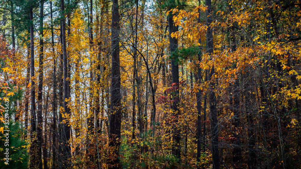 Beautiful autumn forest with a mix of green and golden foliage