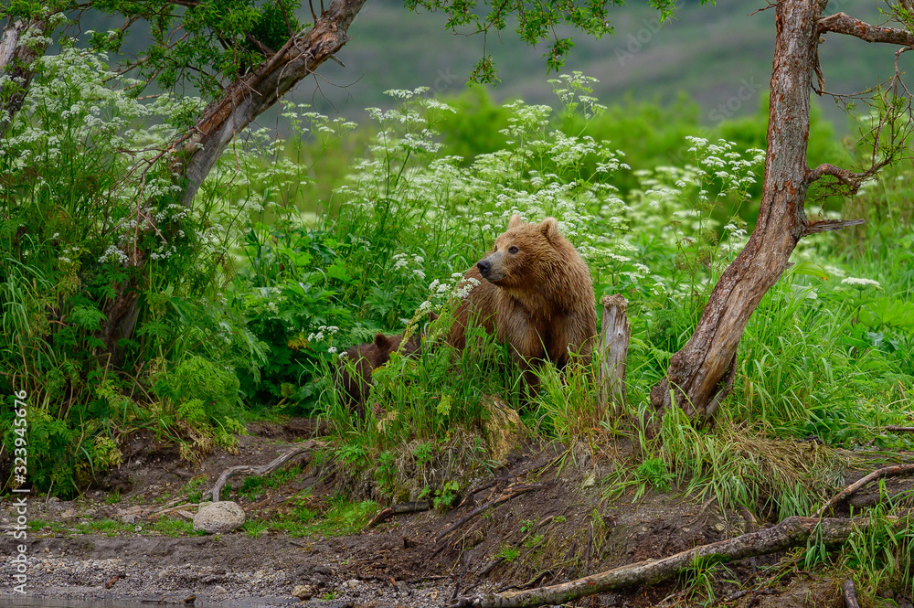 Obraz premium Ruling the landscape, brown bears of Kamchatka (Ursus arctos beringianus)