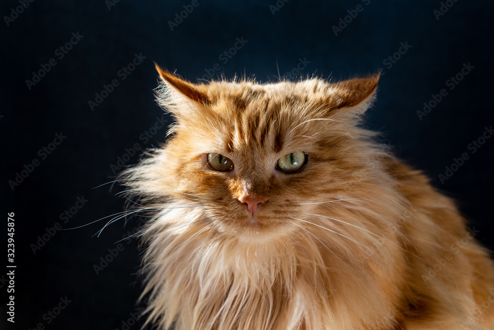 Beautiful angry ginger cat. close-up. dark background.