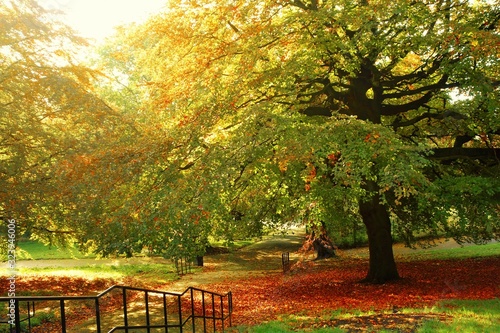 Autumn landscape in the park.