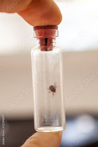 A doctor holds a test tube with an ixodic tick photo