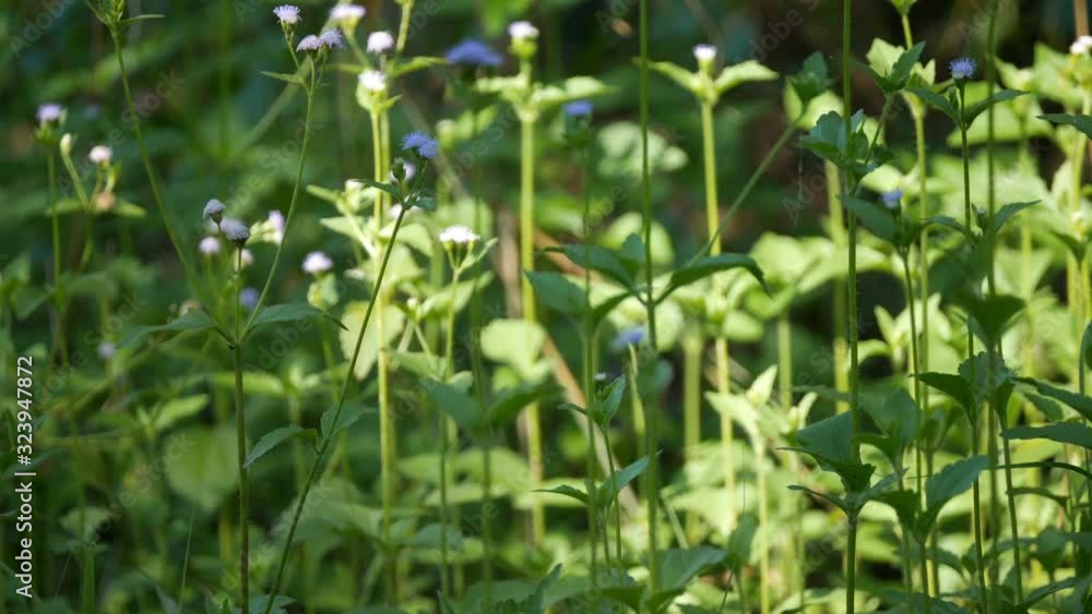 purple flowers in the field , beautiful flora purple flowers in the field , beautiful flora