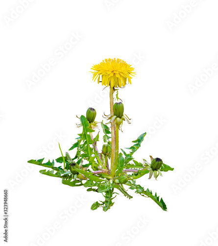 yellow flower of dandelion,Taraxacum officinale, with buds and leaves isolated on a white background