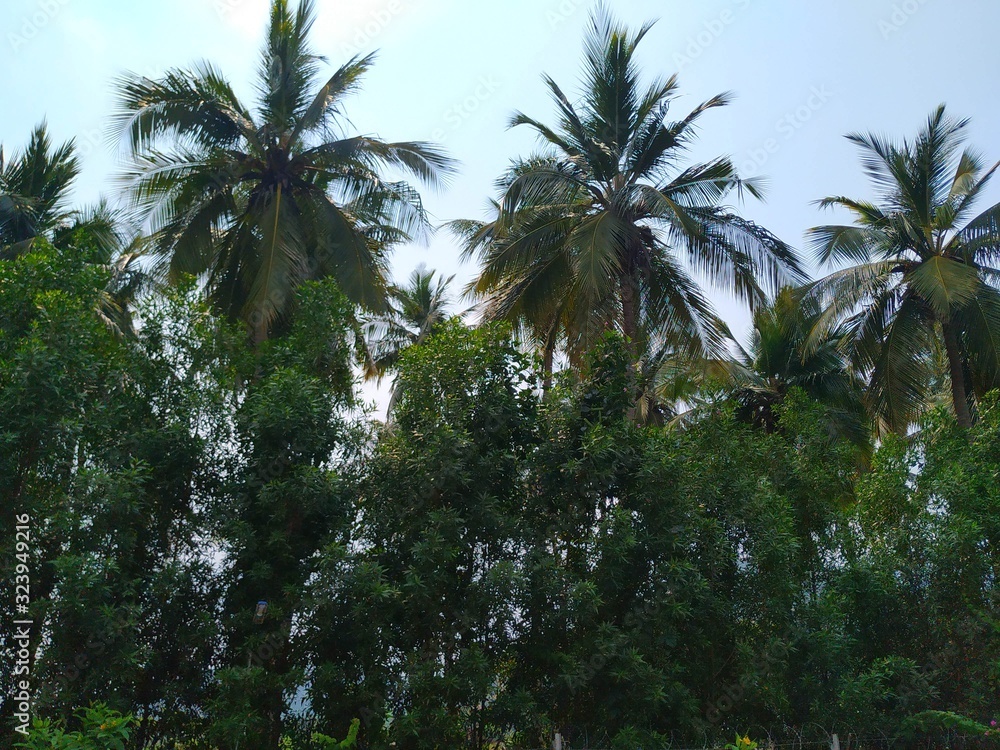 Coconut trees, Coconut trees near road, Green trees & sunset,