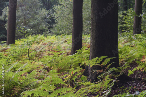 wild vegetation in a forest photo