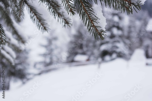 Pine tree covered by snow in the winter season  holiday time