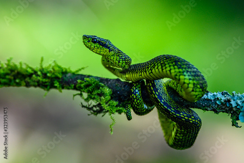 Talamancan Palm-Pitviper, Bothriechis nubestris, nature habitat. Rare new specie viper in tropical forest. Poison snake in the dark jungle. Detail of beautiful green snake from Costa Rica, in moss. photo